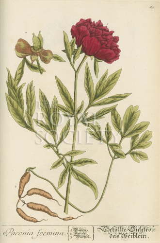 blackwell, e_herbarium blackwellianium_1750_p65 image blackwell, e_herbarium blackwellianium_1750_p65