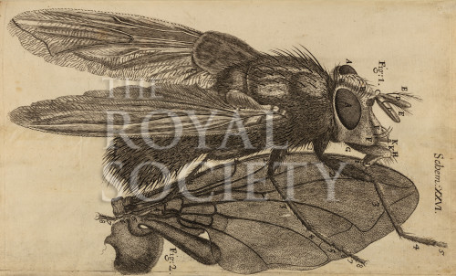 hooke_r_micrographia_276 image hooke_r_micrographia_276