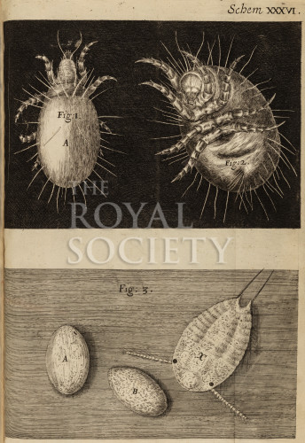 hooke_r_micrographia_328 image hooke_r_micrographia_328