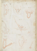 RS.16223 image RS.16223