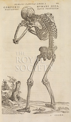 vesalius, a_de humani corporis fabrica_1555_p205 image vesalius, a_de humani corporis fabrica_1555_p205