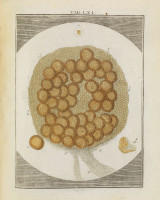 RS.18196 image RS.18196