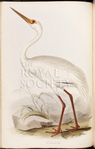 gould, j_birds of europe_1832-7_vol4_white crane image gould, j_birds of europe_1832-7_vol4_white crane