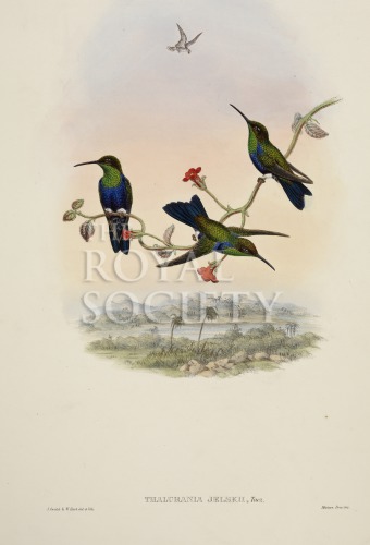 gould, j_trochilidae hummingbird supplement_1887_part5_jelski image gould, j_trochilidae hummingbird supplement_1887_part5_jelski