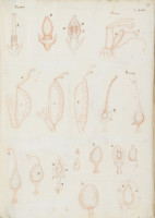 RS.16243 image RS.16243