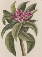 RS.18836 image RS.18836