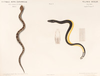 RS.20868 image RS.20868