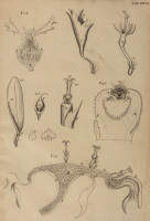 RS.21371 image RS.21371