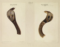 RS.8447 image RS.8447