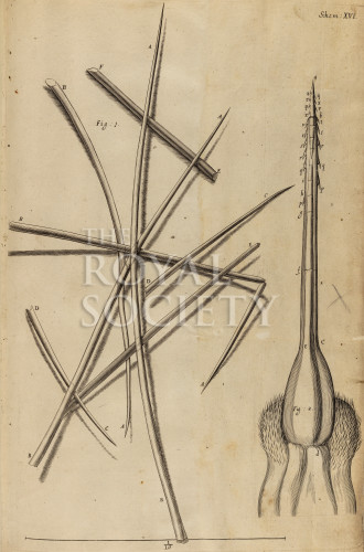 hooke_r_micrographia_220 image hooke_r_micrographia_220