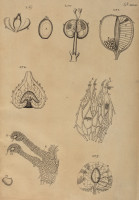 RS.21391 image RS.21391