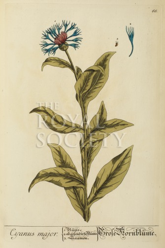 blackwell, e_herbarium blackwellianium_1750_p66 image blackwell, e_herbarium blackwellianium_1750_p66