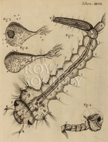 hooke_r_micrographia_282 image hooke_r_micrographia_282