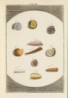 RS.11804 image RS.11804