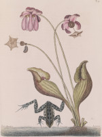 RS.18814 image RS.18814