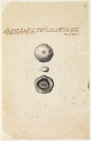 RS.16437 image RS.16437