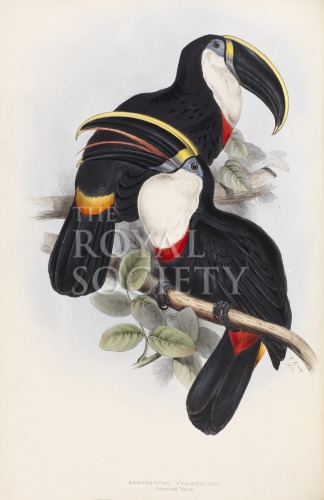 gould, j_monograph of ramphastidae_1834_culmenated toucan image gould, j_monograph of ramphastidae_1834_culmenated toucan