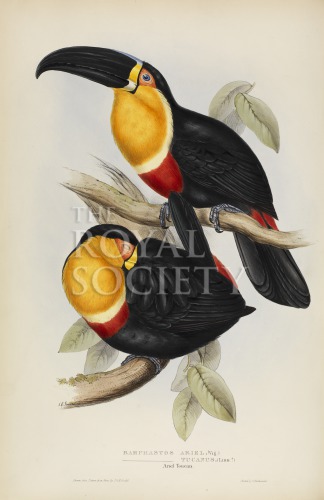 gould, j_monograph of ramphastidae_1834_ariel toucan_pic image gould, j_monograph of ramphastidae_1834_ariel toucan_pic