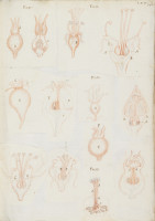 RS.16244 image RS.16244