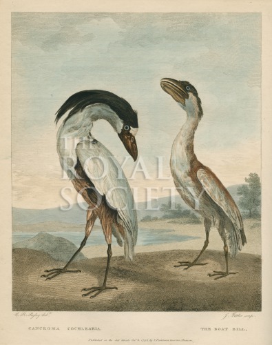 shaw, g_museum leverianum_1792_plate 45 image shaw, g_museum leverianum_1792_plate 45