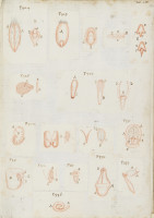 RS.16254 image RS.16254