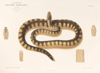 RS.20869 image RS.20869