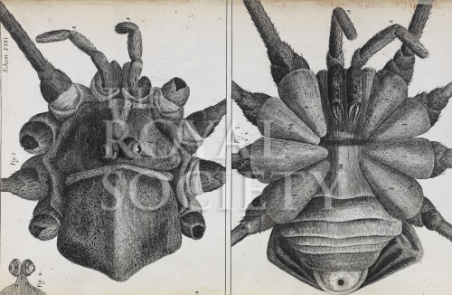 hooke_micrographia_1665_schem xxxi image hooke_micrographia_1665_schem xxxi