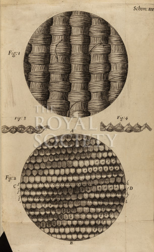 hooke_r_micrographia_052 image hooke_r_micrographia_052