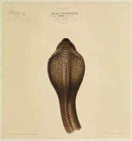 RS.8448 image RS.8448