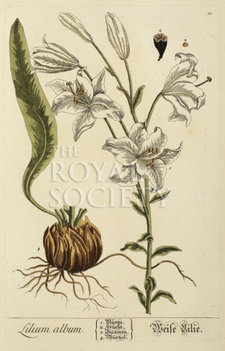 blackwell, e_herbarium blackwellianium_1750_p11 image blackwell, e_herbarium blackwellianium_1750_p11