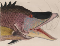 RS.18761 image RS.18761