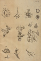 RS.21392 image RS.21392