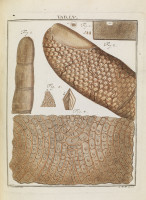 RS.18172 image RS.18172