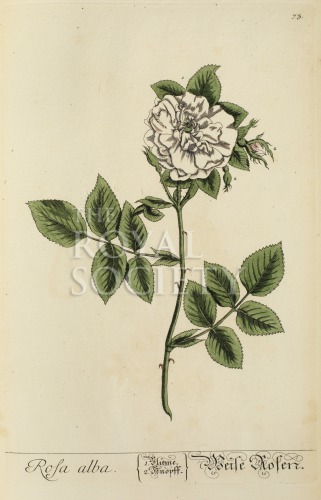 blackwell, e_herbarium blackwellianium_1750_p73 image blackwell, e_herbarium blackwellianium_1750_p73