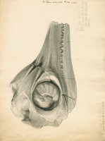 RS.8674 image RS.8674