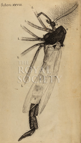 hooke_r_micrographia_291 image hooke_r_micrographia_291