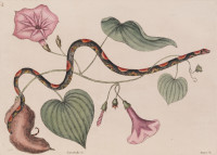 RS.18805 image RS.18805