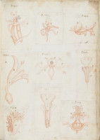 RS.16225 image RS.16225