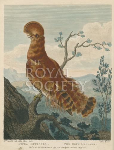 shaw, g_museum leverianum_1792_plate 4 image shaw, g_museum leverianum_1792_plate 4