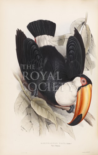 gould, j_monograph of ramphastidae_1834_toco toucan image gould, j_monograph of ramphastidae_1834_toco toucan