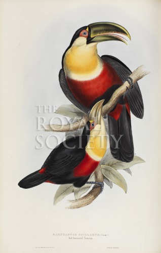 gould, j_monograph of ramphastidae_1834_red breasted toucan_pic image gould, j_monograph of ramphastidae_1834_red breasted toucan_pic