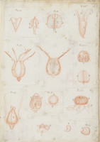 RS.16245 image RS.16245