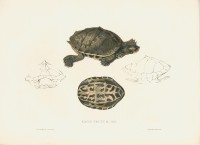 RS.9775 image RS.9775