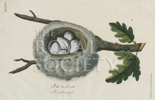 wirsing_1772_plate 47 image wirsing_1772_plate 47