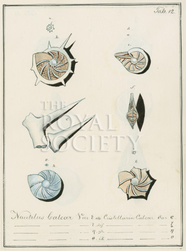 Forams_p16 image Forams_p16
