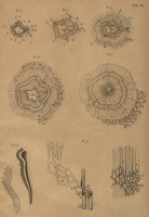 RS.21352 image RS.21352