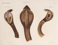 RS.20857 image RS.20857