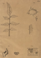 RS.21363 image RS.21363