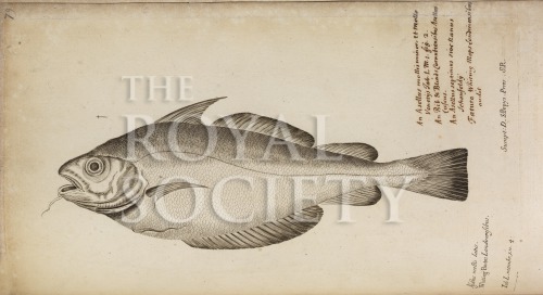 willughby, f_historia piscium_1686_whiting_tabl1n4 image willughby, f_historia piscium_1686_whiting_tabl1n4