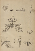 RS.21373 image RS.21373